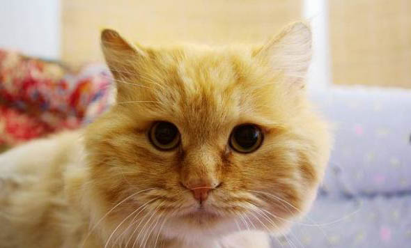 猫剃毛后多久可以长出来