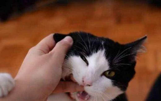 小猫多大能洗澡