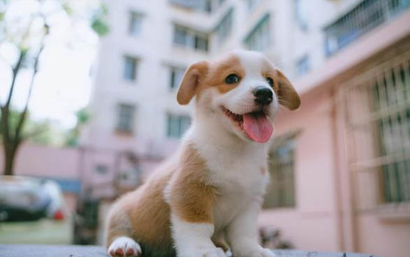 狗虱子咬了之后感冒发烧