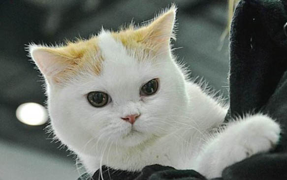 刚出生的小猫可以晒太阳不?