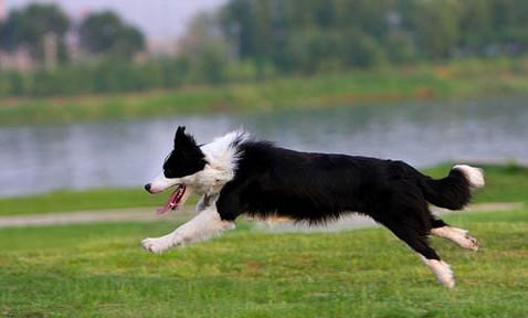 宠物狗需要打狂犬疫苗吗