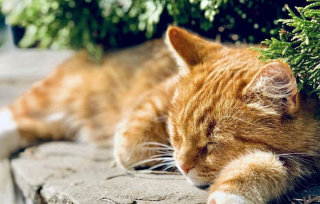 猫咪可以吃鸡肾吗