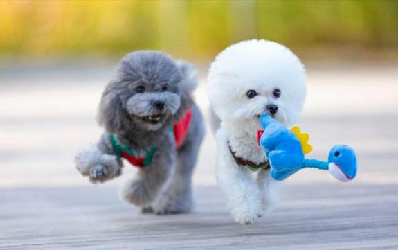 比熊犬聪明吗