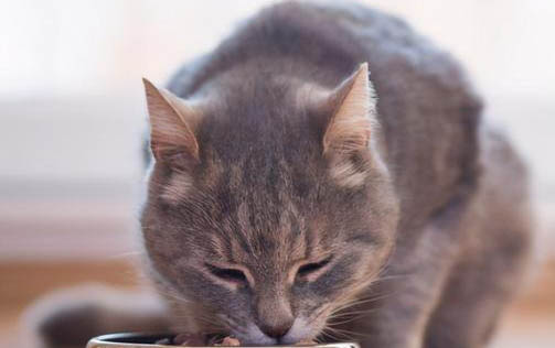 小猫下吐黄水不吃东西