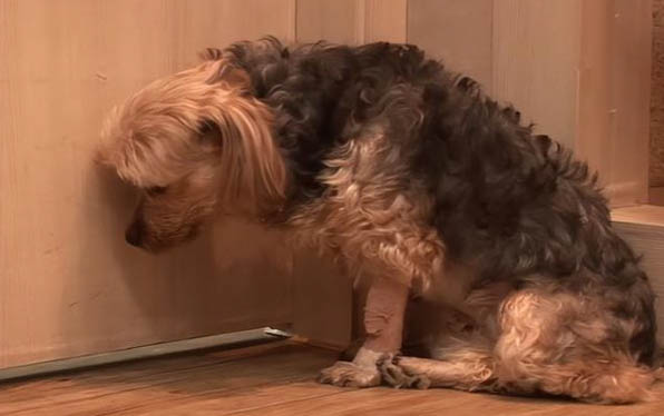 狗怀孕要多久生产