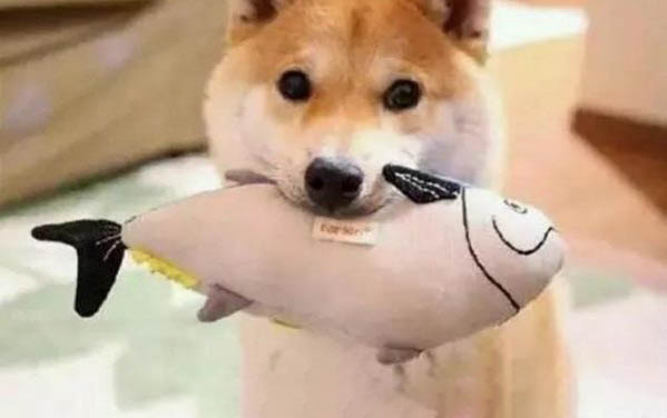 柴犬狗是哪个国家的
