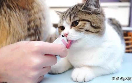猫吃了驱虫药为什么会呕吐