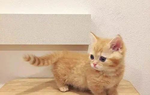 橘猫千万不能养