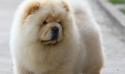 松狮犬和哈士奇哪个好养