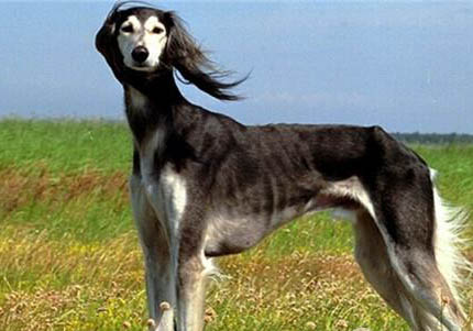 米格鲁猎犬的缺点