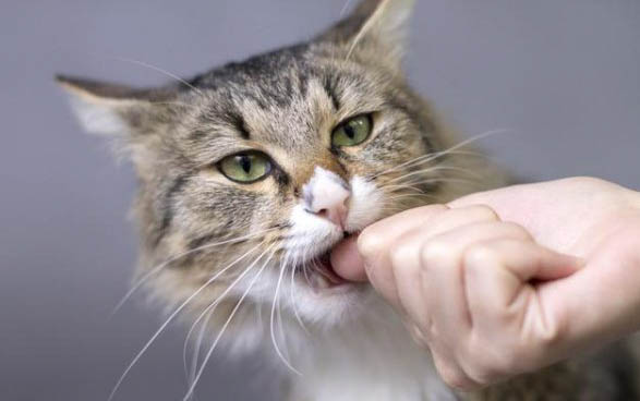 小猫咪突然呕吐咋回事？