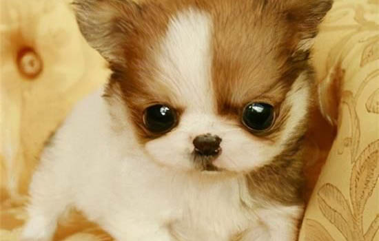 白色的小型犬有哪些品种？