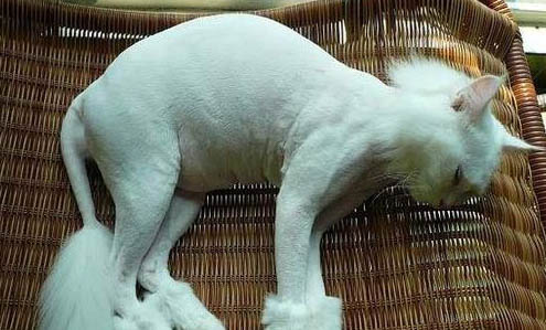 喂益生菌给猫咪呕吐了怎么办