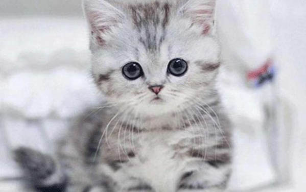 猫打喷嚏有鼻涕喷出来有血丝