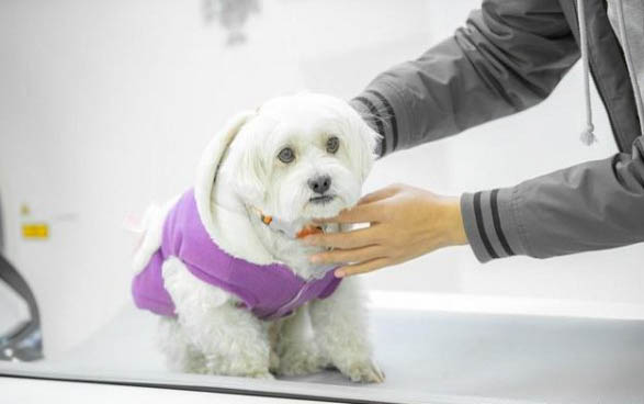 给狗狗洗澡的水温一般多少