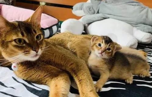 母猫和公猫哪个好养
