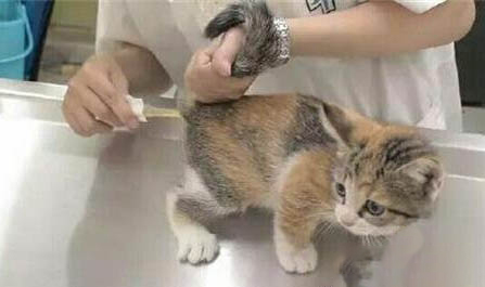 猫咪平时能不能吃石榴?