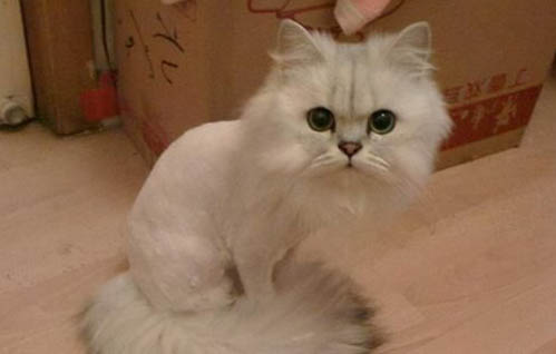 猫溶血症怎么治疗?
