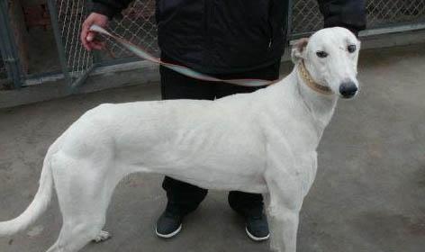 格力犬价格一般多少钱一只?