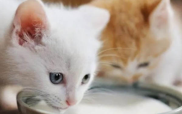 小猫能喝牛奶吗
