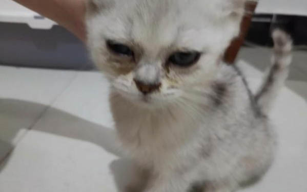 小猫鼻子干但精神好怎么回事啊