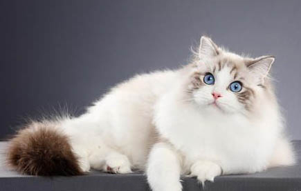 猫生产当天应注意什么