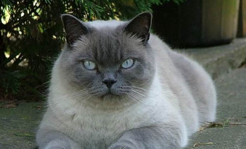 家里1年以上的猫会有猫瘟吗