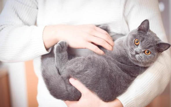 猫咪怕什么味