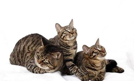 狸花猫的寿命?