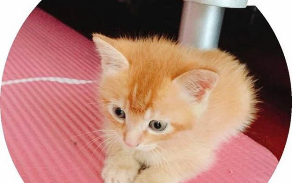 猫咪耳朵上有红色斑点