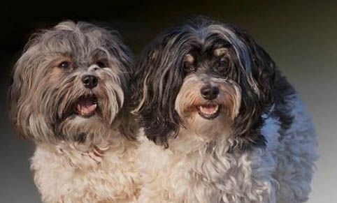 怎么鉴定狗狗有狂犬病六个标准