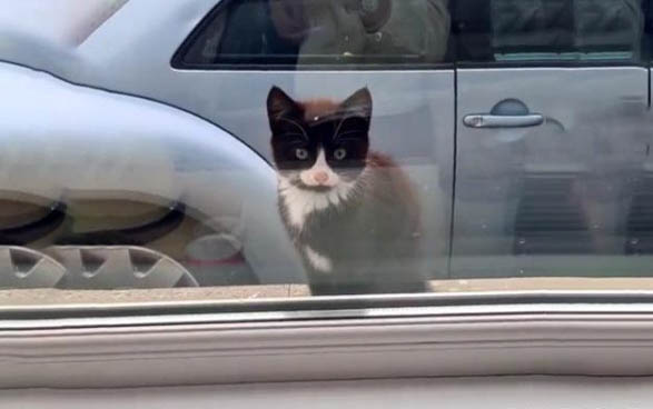 小猫咪的玩具有哪些品种