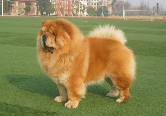 松狮犬为什么禁养?