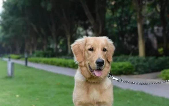 幼犬被摔后还很活泼没事吧