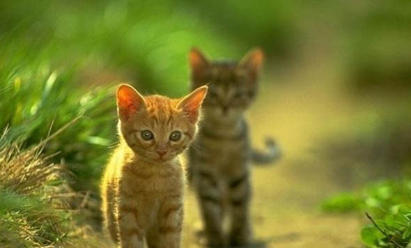 猫咪毛囊炎可以自愈吗