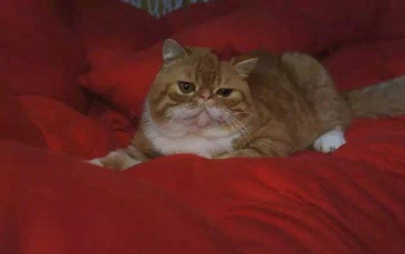 小猫贫血吃什么食物