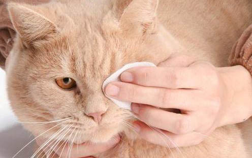 猫咪不是第一次生产需要人帮忙吗