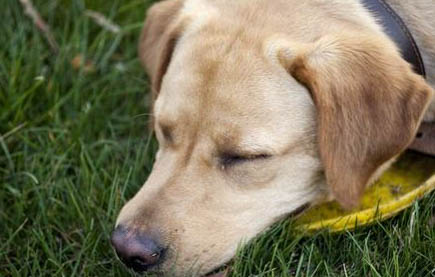 有没有口服类的麻醉药可以缓解狗狗疼痛？