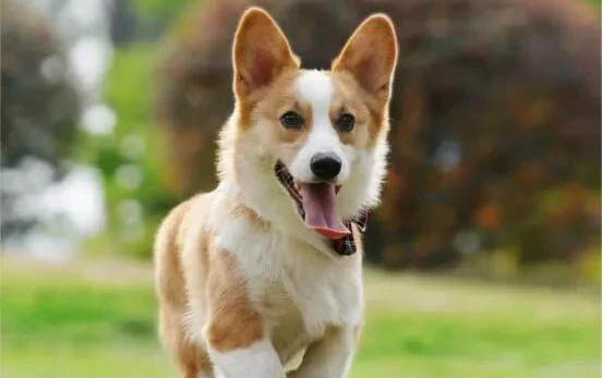 犬肺炎治愈要多久?