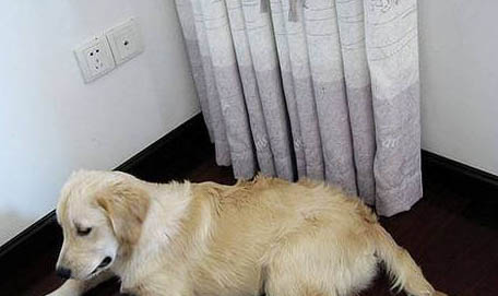 狗狗可以吃梨吗?
