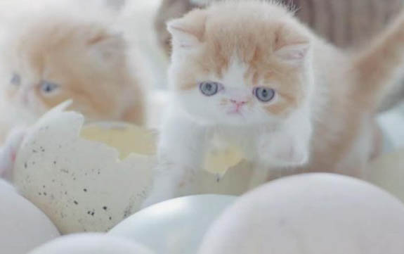 请问猫咪呕吐的原因及处理方法?