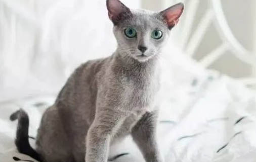 英短蓝猫幼崽多少钱一只?