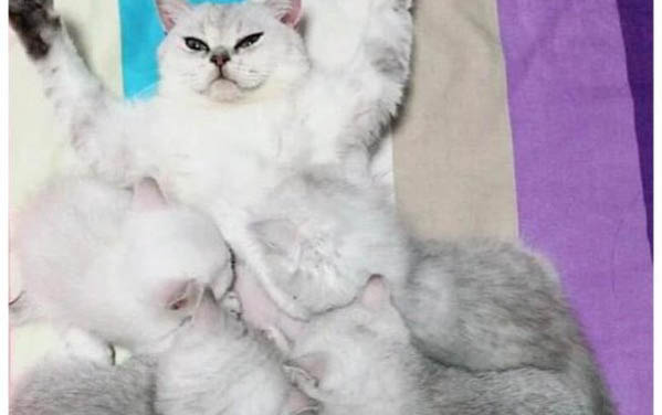 母猫怎么忽然脾气暴躁咬小猫了