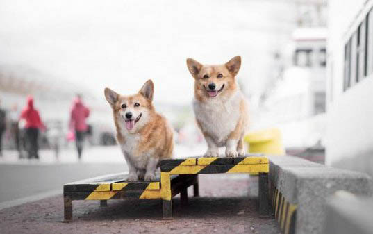 棉花面纱犬哪里有卖