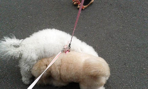 狗狗咳嗽像卡住了一样怎么办