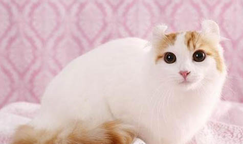猫咪生完宝宝多久可以再怀孕