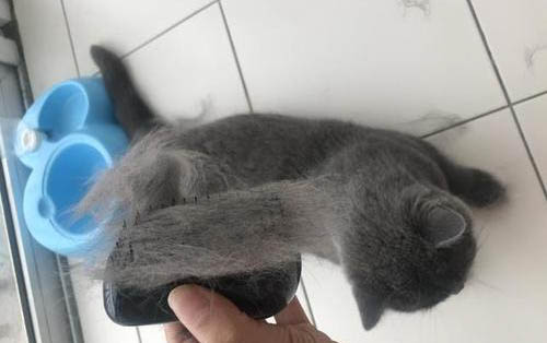猫咪不能吃哪些鱼