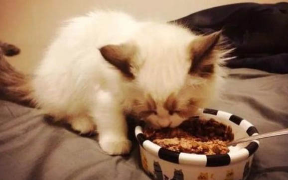 猫咪洗澡一般多久一次