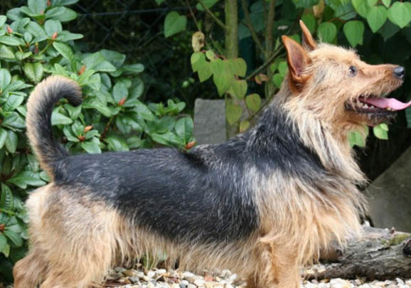 澳大利亚牧牛犬呕吐白沫是什么原因