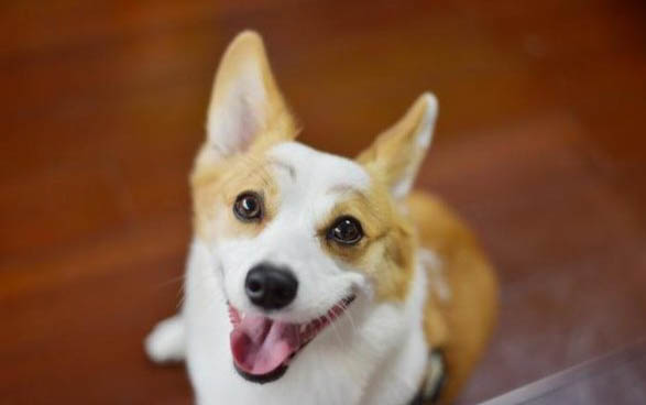 狗狗生理期多久一次